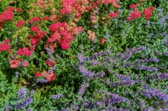 DSCF0136