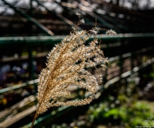 DSC_4011